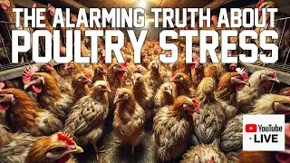 Are Your Chickens in Danger? The Alarming Truth About Poultry Stress