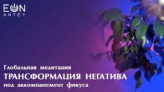 ТРАНСФОРМАЦИЯ НЕГАТИВА | Медитация в дар с генерацией музыки растением