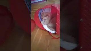 Британчик - хулиганчик