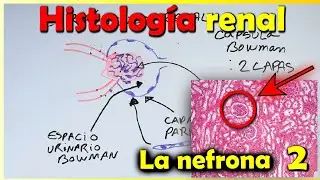 Histología de Riñón 2