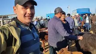 BERUNIY MOL QÒY BOZOR NARXLARI 07_05_2023