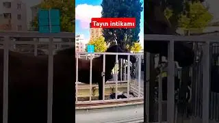 TAY vs CF MOTO MT 800: Efsaneler Karşı Karşıya