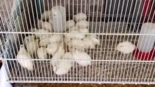 Raising Quail