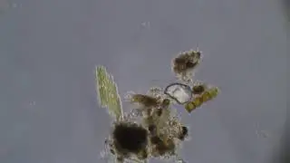Bacillaria paxillifer (paradoxa)