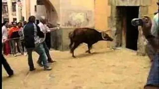 SAN MATEO 2010. Cuenca. La Vaquilla. Desencajonamiento y traslado de las vacas.
