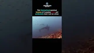 Sharks Terrified of Orcas Underwater 💀🌊 