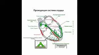 блокада правой и левой ножки пучка гиса | лучшая книга про ЭКГ