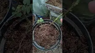 Черенки роз укоренились.