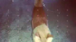 CAT MODELING//Cat Video