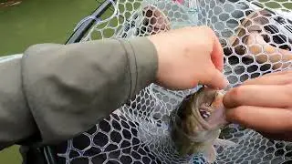 Etowah River Topwater Spotted Bass