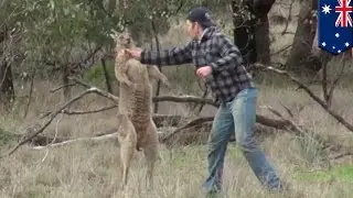 Man fights kangaroo: Aussie dude punches kangaroo in the face after it attacks his dog - TomoNews