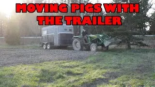 Successful move of our Heritage Pigs using the stock trailer!