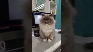 Как можно не обнять😻 