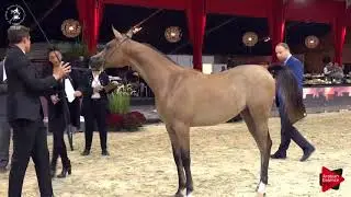N.110 PETRA RO - Lier 2018 - Futurity Fillies Championship (Class A)