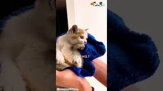 달리는 차 안에서 고양이 소리가 나서 보니...