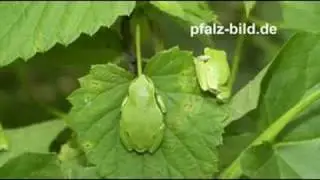 Tiere - Natur - Landschaften+Lizenzfreie Fotos - Royaltyfree