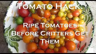 Tomato Hack: How To Rescue Your Tomatoes from Critters
