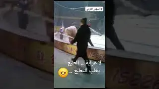 لا غرابة الطبع يغلب التطبع هجوم النمور على الحصان ف السيرك