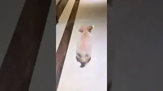 Dafu, the sprint champion dog｜#dog #dogs #dogshorts #shorts #shortvideo #pets #petnews #pet