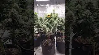Automatic Watering System #howto #education #weedscience #gardening #flower #dank #weed #marijuana