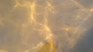 Ладога . рыбки.