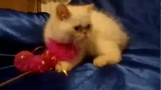 Питомник персов и экзотов Ket Murket 