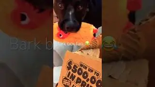 This dog could not wait for his toy in a bark box