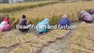 Paddy harvesting in kashmir 2024