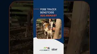 SAL ROSA PARA ANIMAIS