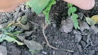 Второй этап рождения розы - снятие плёнки с окулянтов 🌿🌿🌿🌹🌹🌹!