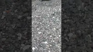 Chasing a chicken at Walmart