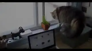 Слабонервный котяра🐱😂