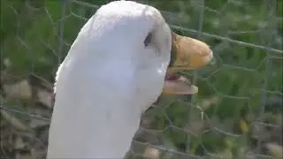 0,1 % Duck