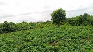 Potato Farm Inspection