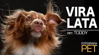 VIRA-LATA (SRD) | MITOS E VERDADES | ENSAIO PET | YO! STUDIO