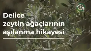 İki Yıldır Binlerce Delice Cinsi Yabani Zeytin Ağacını Aşılayarak Ekonomiye Kazandırıyoruz