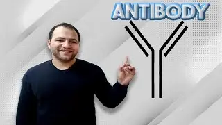 Antibody structure