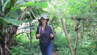 03 Bananeiras e Taioba, Horta Medicinal  com Sandra Ricco em Giro no Plantar em Casa