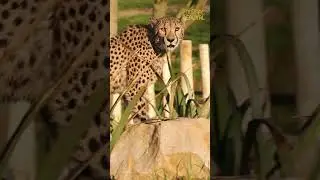 Les jeux de Beauval - Ep 1