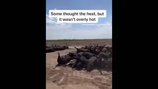 Массовый падеж скота в США ❌