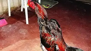Um pouco de Minha Humilde criação