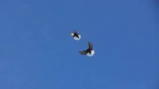 Николаевские голуби черные белохвостые.