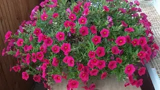 Черенковала🌺 калибрахоа,что из этого получилось!!!