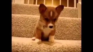 Мое любимое животное собака