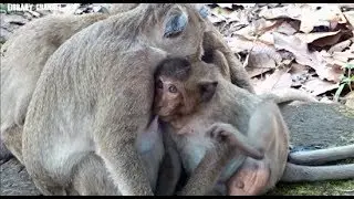 Fat Monkey Sweet Pea Still Want Request Milk, How Sweet Pea Act With Mum?