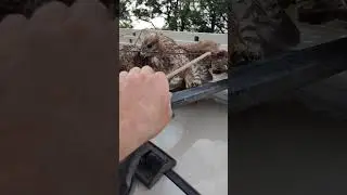 Птичку жалко...