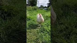 ОБХОДИТ СВОИ ВЛАДЕНИЯ! Ору с неё 🤪🤣