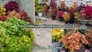 Колеусы в моем саду - новая коллекция, лето  2024
