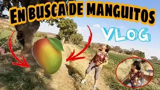🥭EN BUSCA DE MANGUITOS🥭- vlog