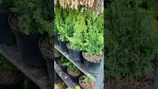 Сосна Швейцарский Турист, туя Сограда ) продажа в группе телеграмм 